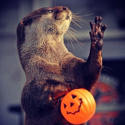 Squirt the Otter