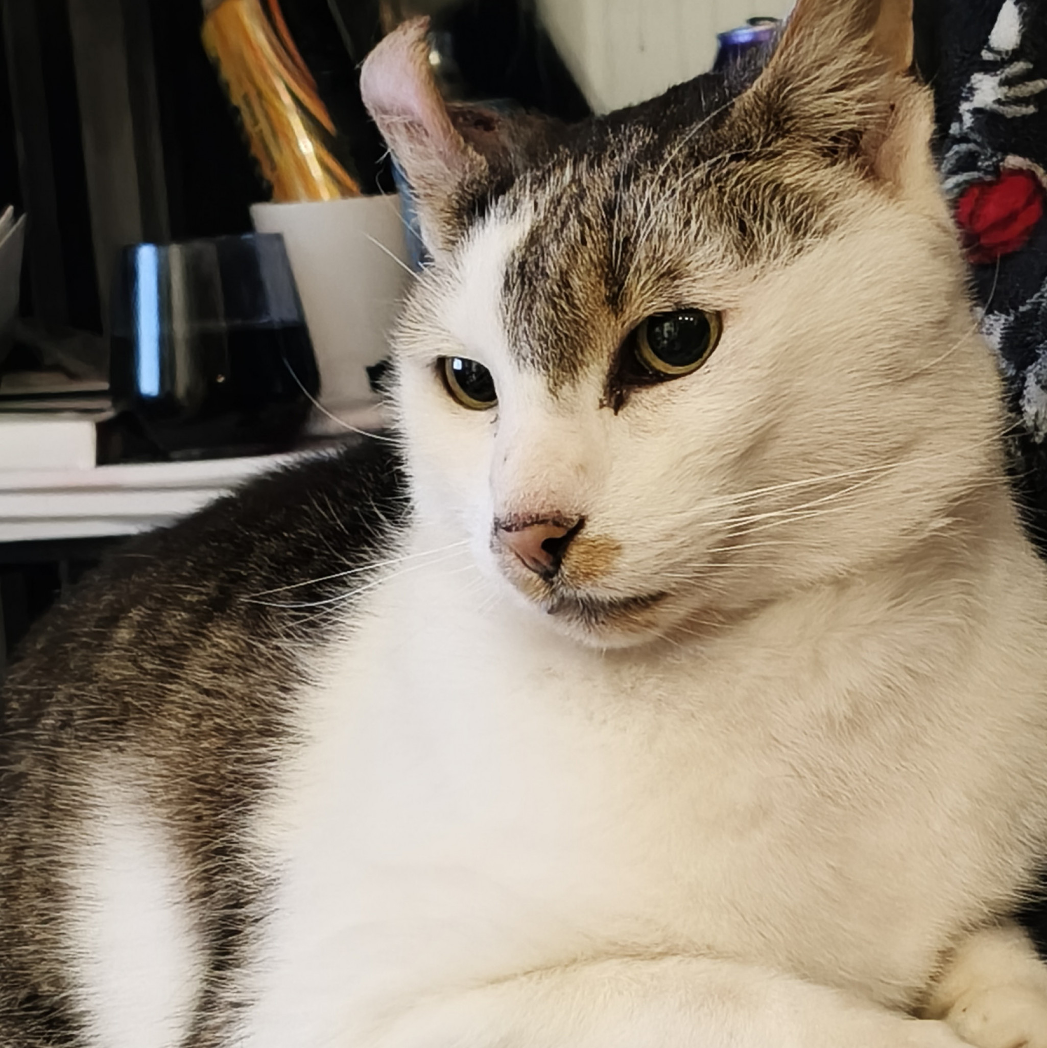 Help Me Care for My Cat After a  Attack  Urgent Surgery