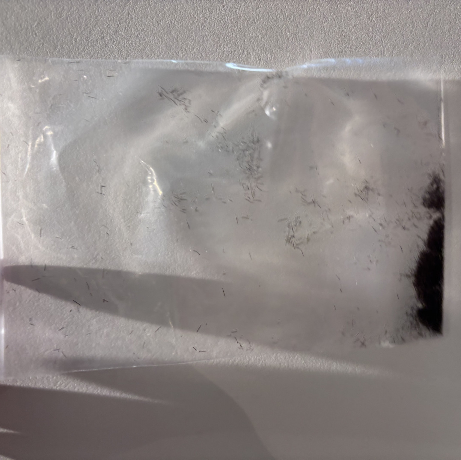 my cut beard in a bag