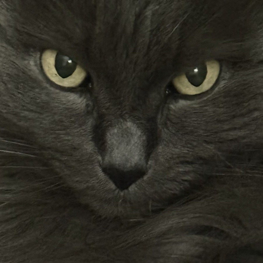 For my cat funeral