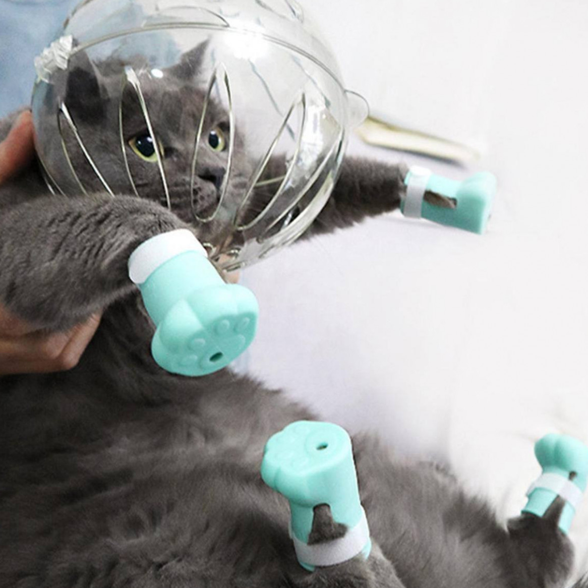 For my cat funeral