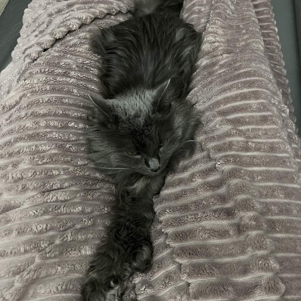 For my cat funeral