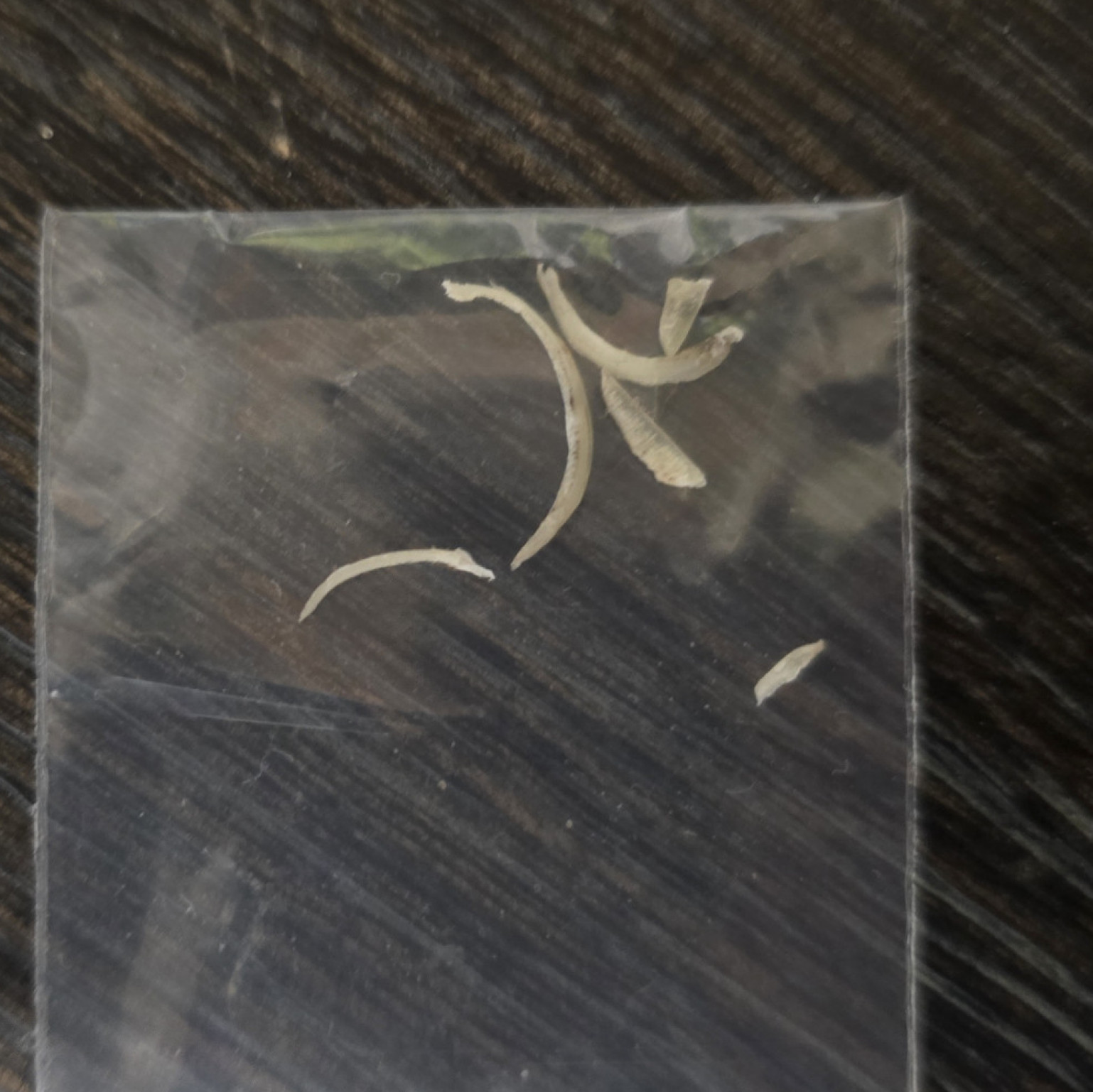 Toenail clippings